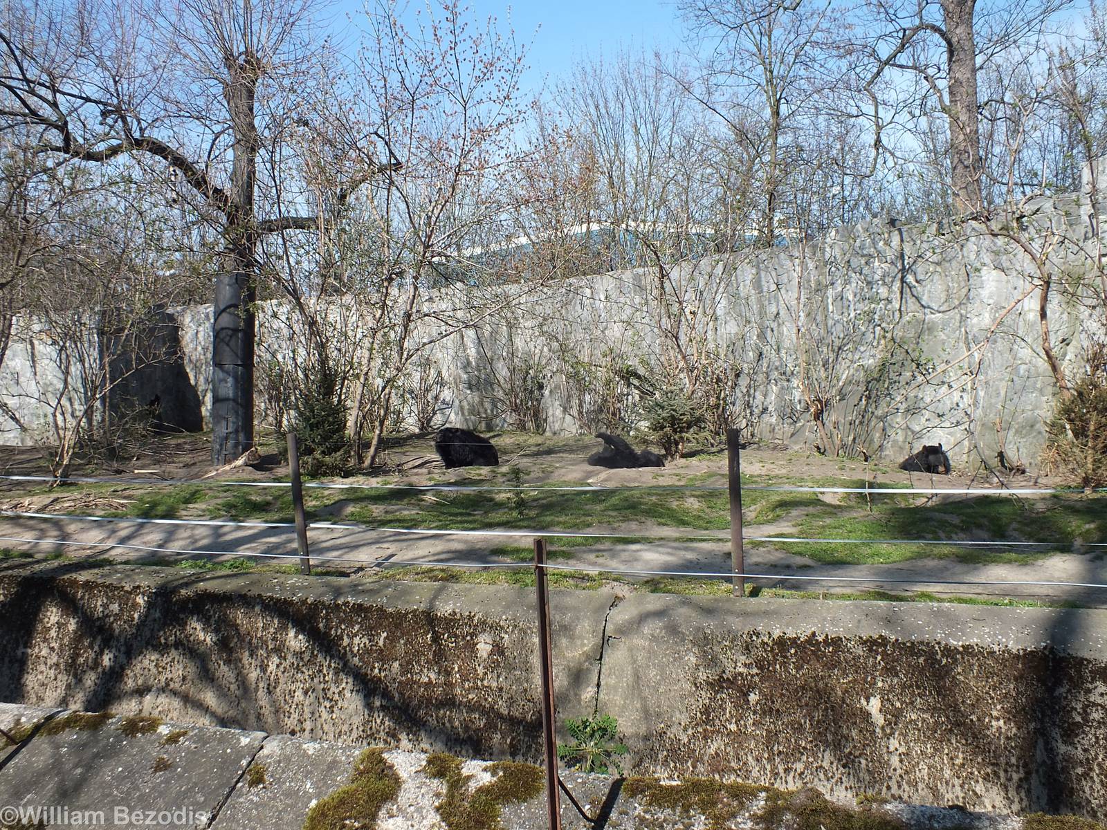 Asian Black Bear Enclosure