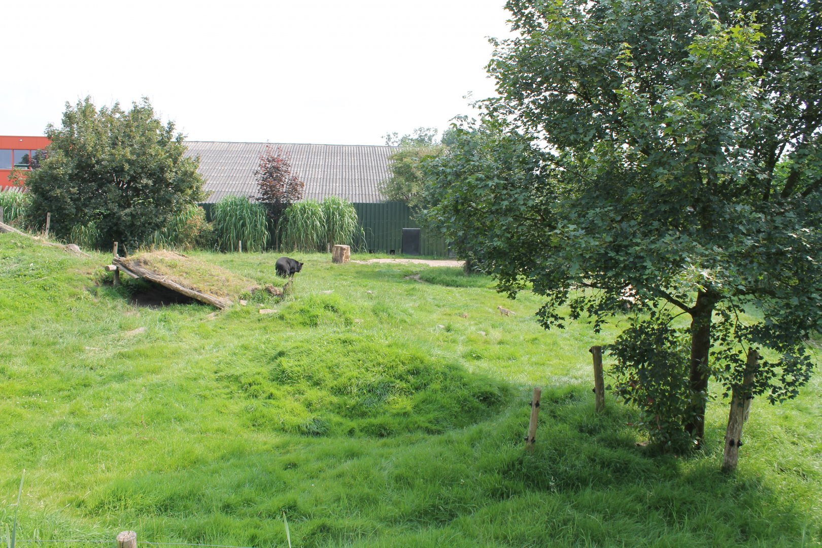 Asian black bear enclosure