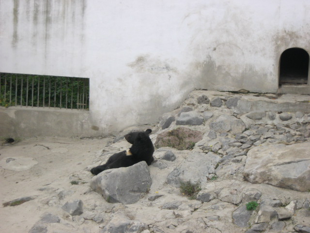 asian black bear Exhibit( Armenia )  Yerevan zoo