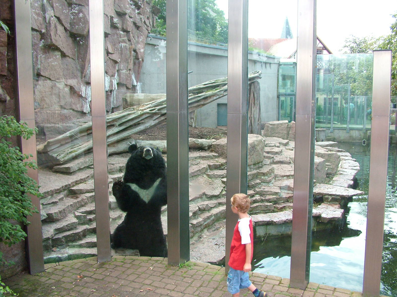 Asian Black Bear Exhibit at Halle, 04/09/11
