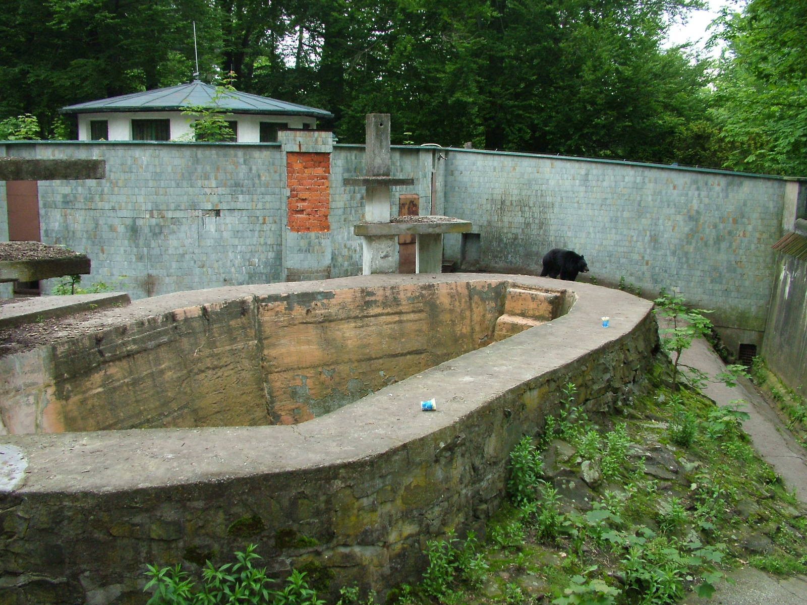 Asian Black Bear exhibit at Ostrava, 29/05/10