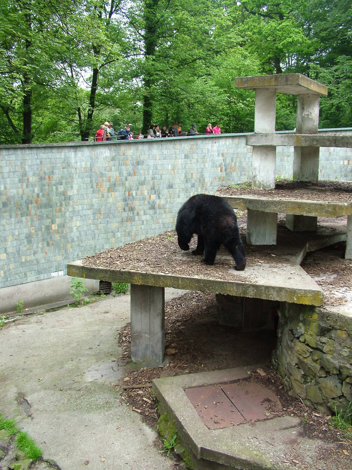 Asian Black Bear exhibit at Ostrava, 29/05/10