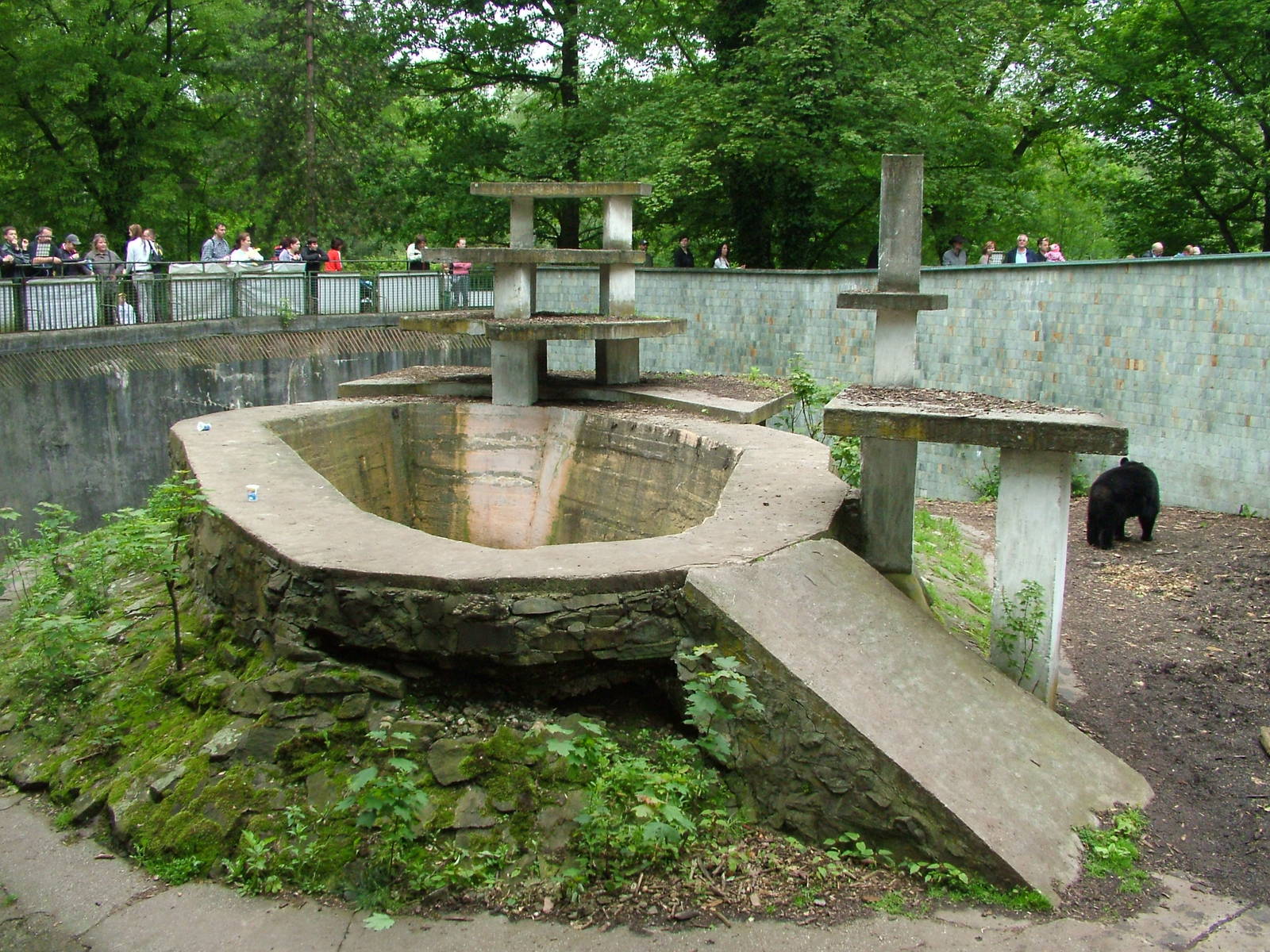 Asian Black Bear exhibit at Ostrava, 29/05/10
