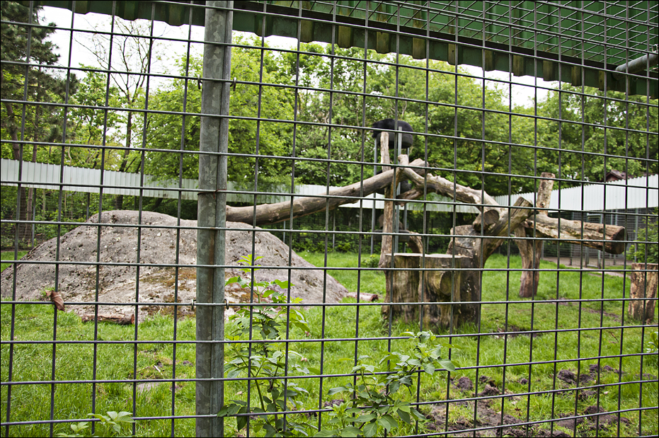 Asian black bear exhibit at Thüle