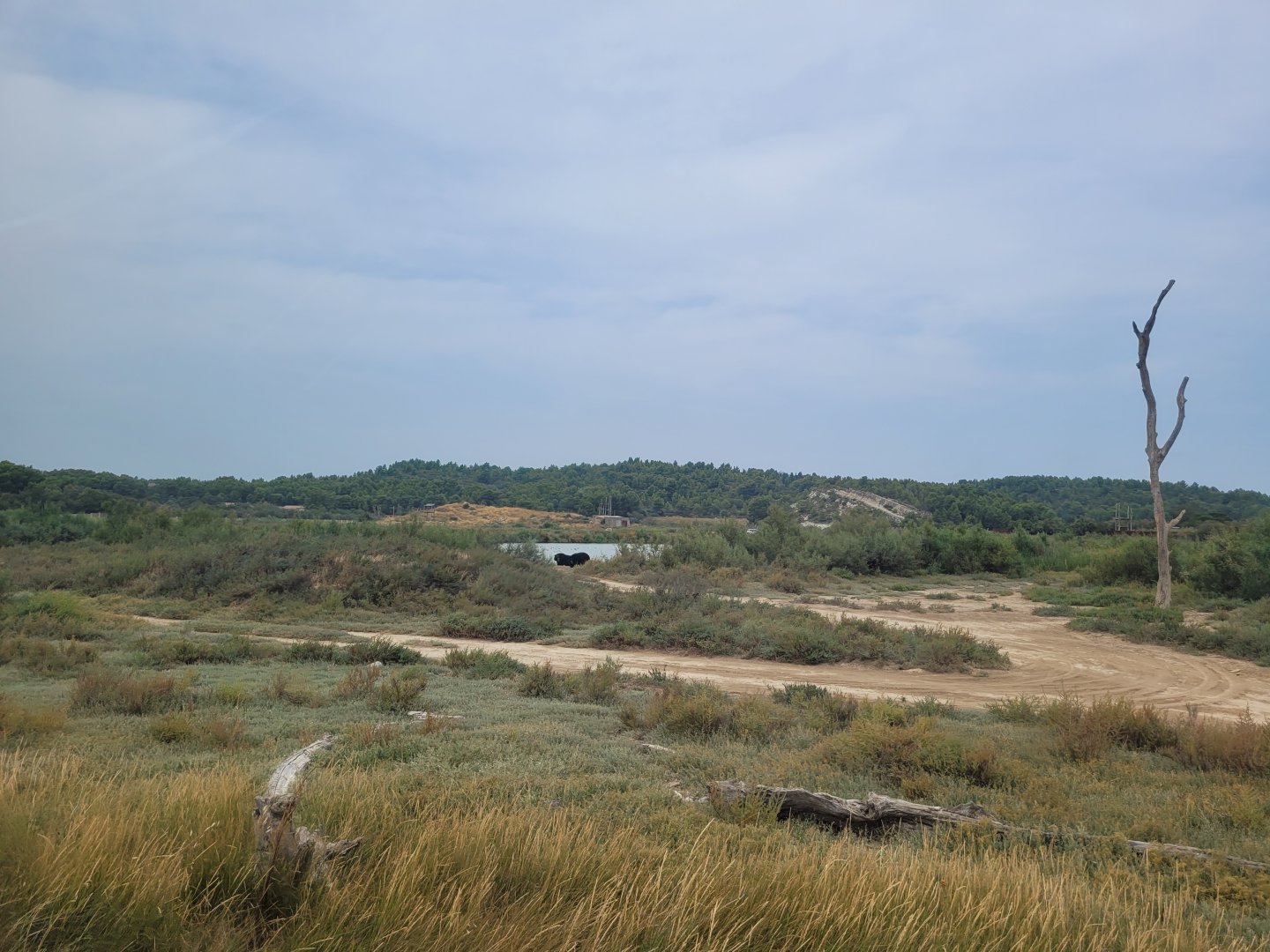 Asian black bear exhibit -Réserve Africaine de Sigean (2022)