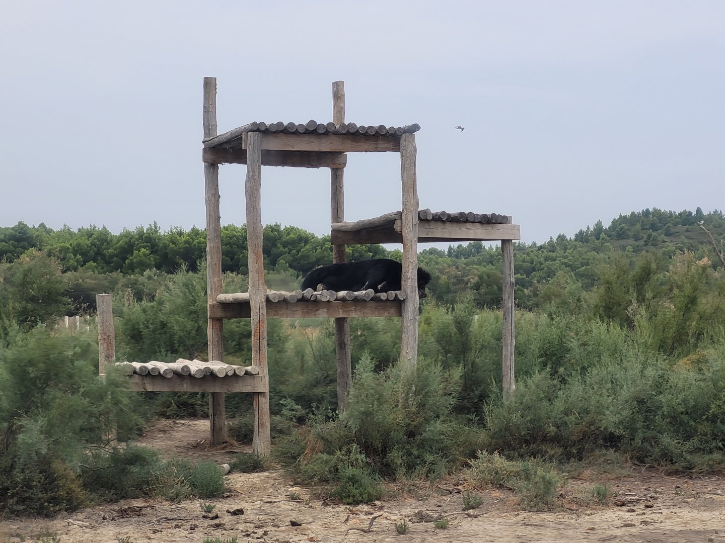 Asian black bear exhibit -Réserve Africaine de Sigean (2022)