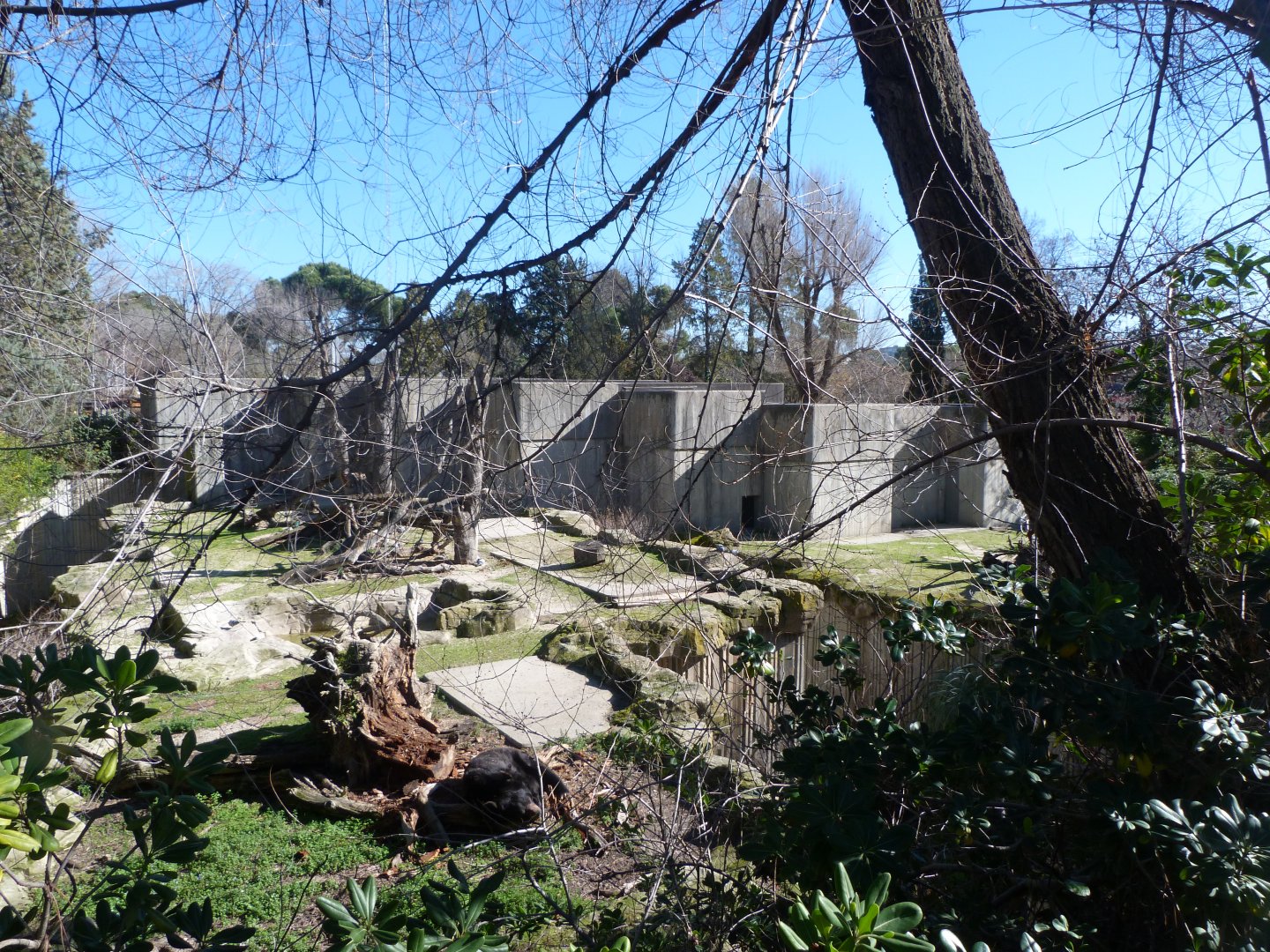 Asian black bear exhibit -Zoo Aquarium de Madrid (2025)