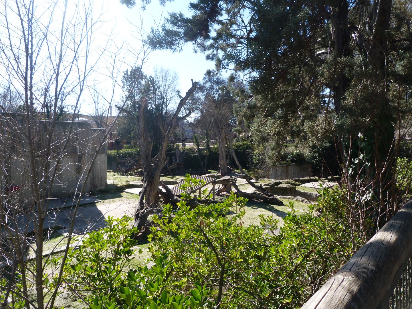 Asian black bear exhibit -Zoo Aquarium de Madrid (2025)