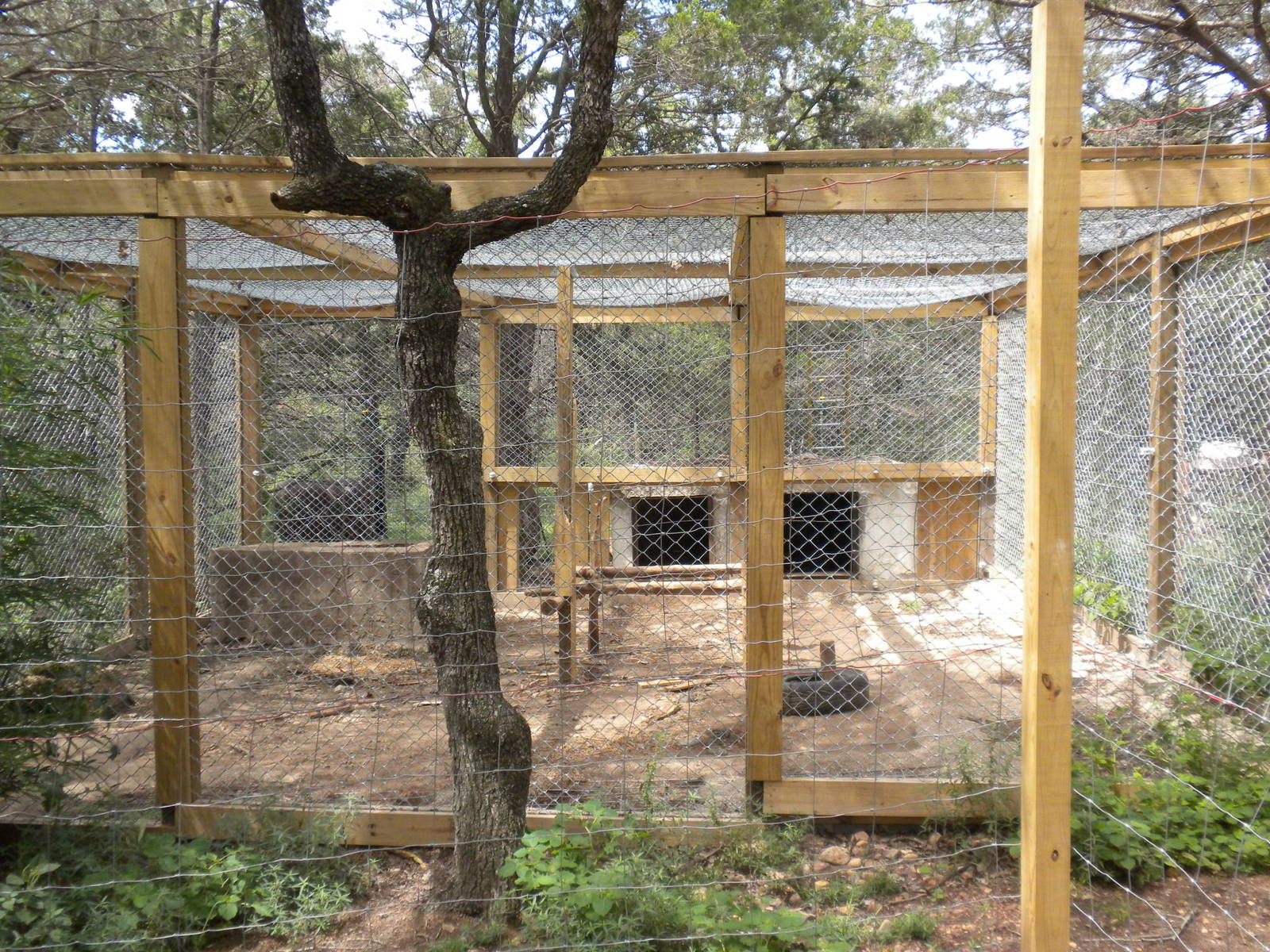 Asian Black Bear exhibit