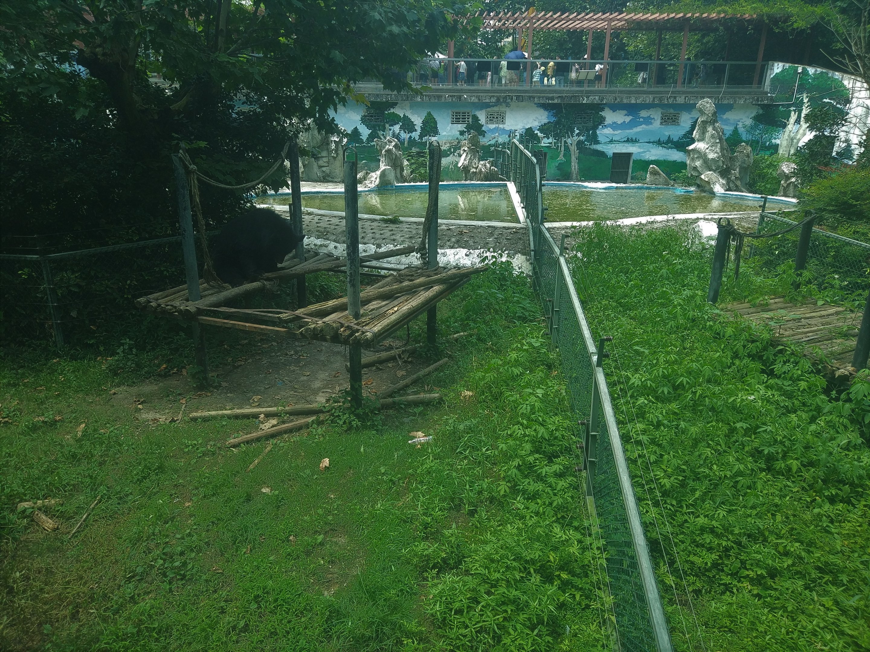 Asian Black Bear Exhibit