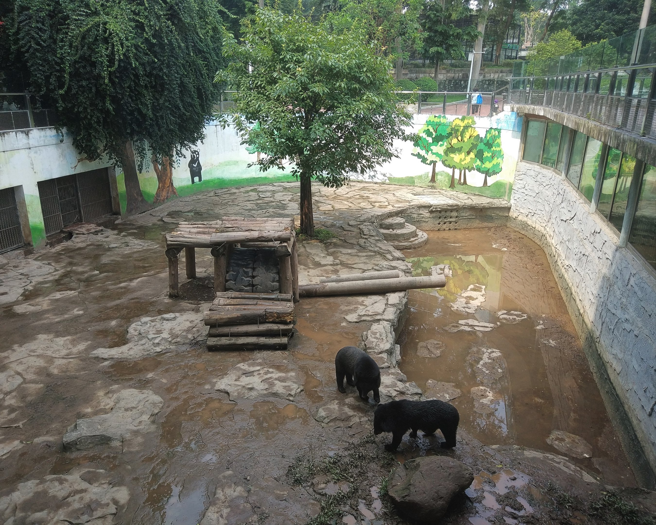 Asian Black Bear Exhibit