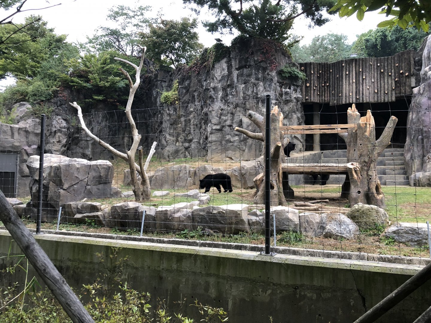 Asian Black Bear Exhibit