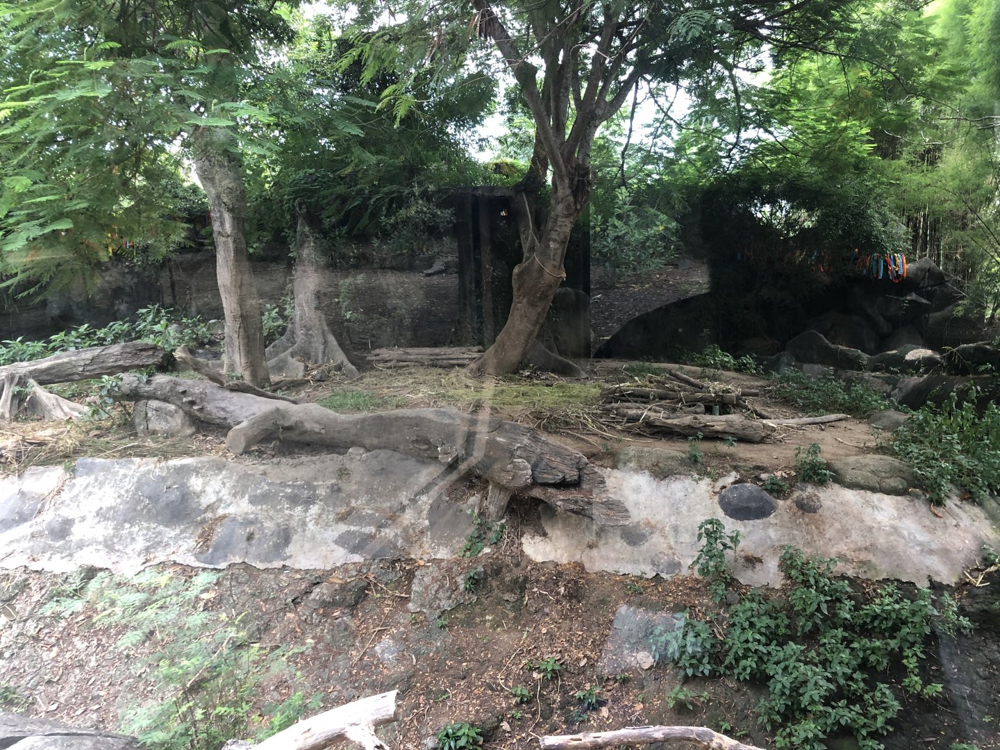 Asian Black Bear Exhibit