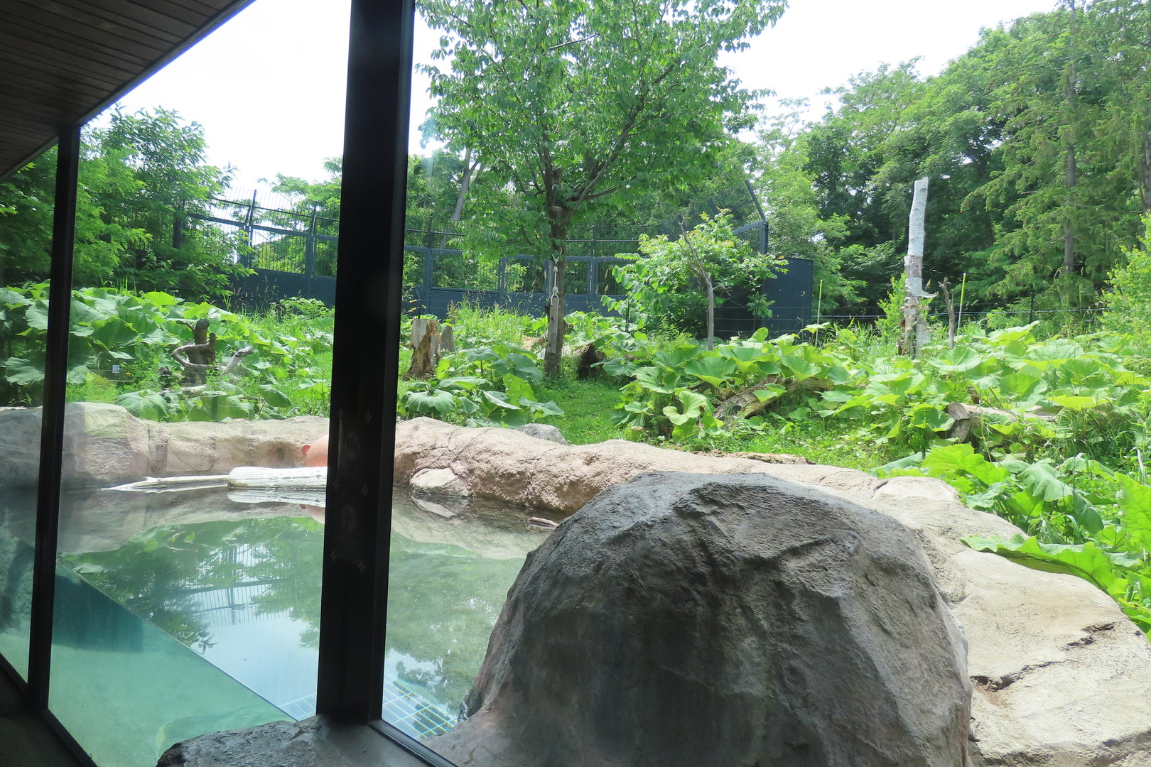 Asian black bear exhibit