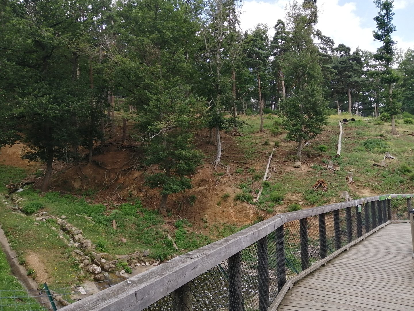 Asian black bear exhibit