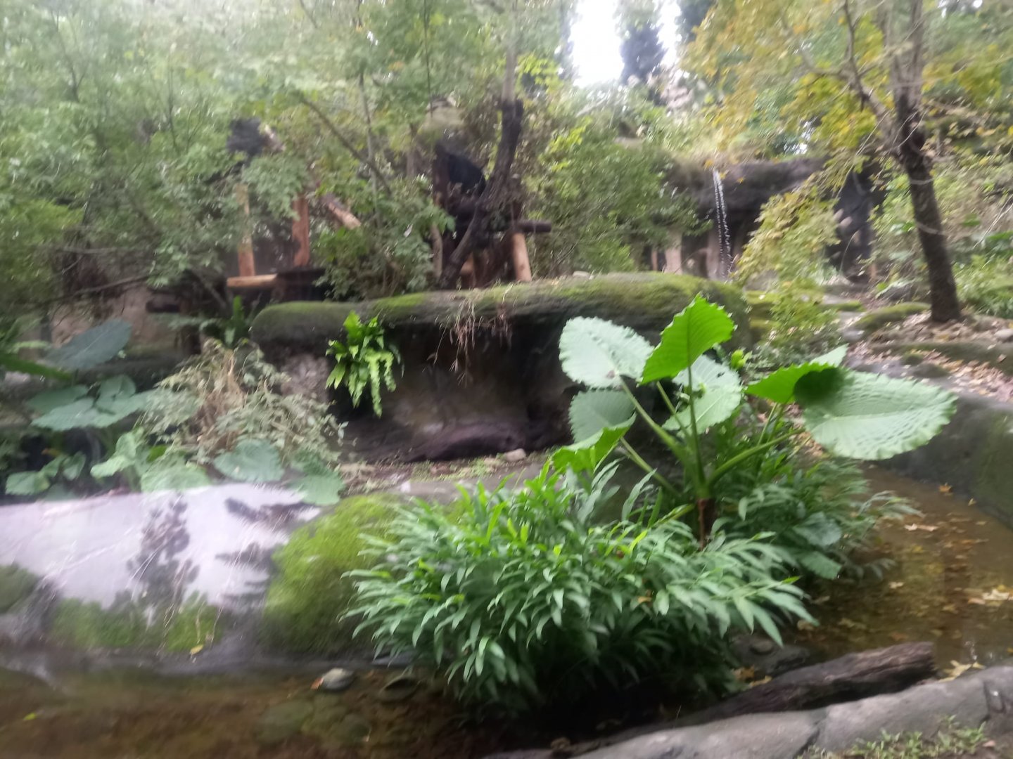 Asian Black Bear exhibit