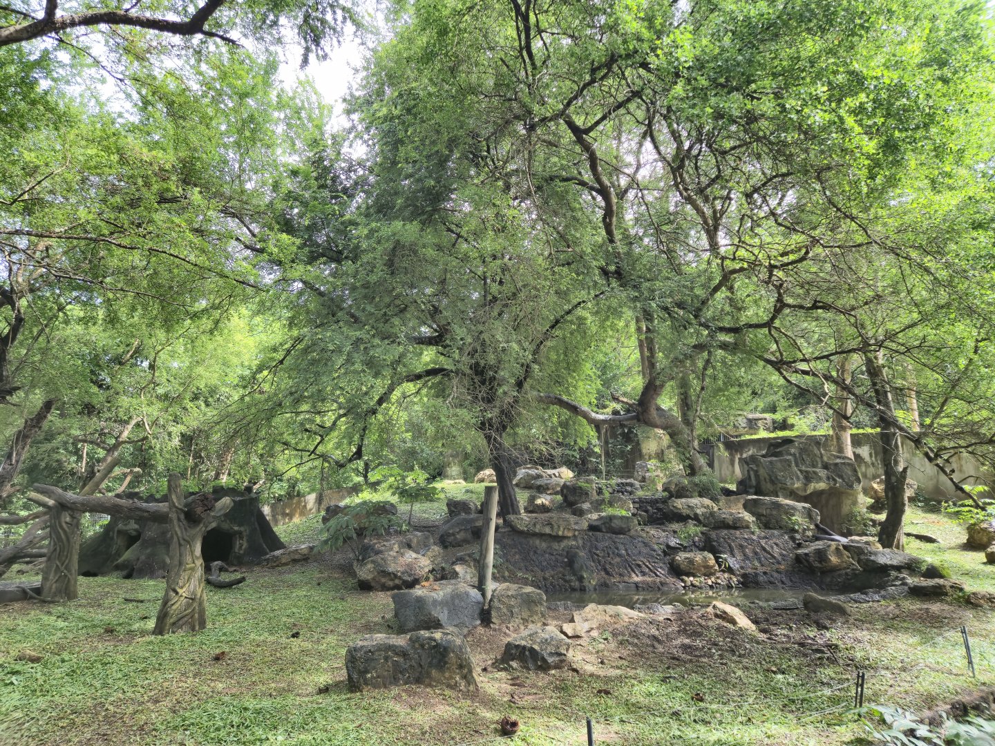 Asian Black Bear exhibit