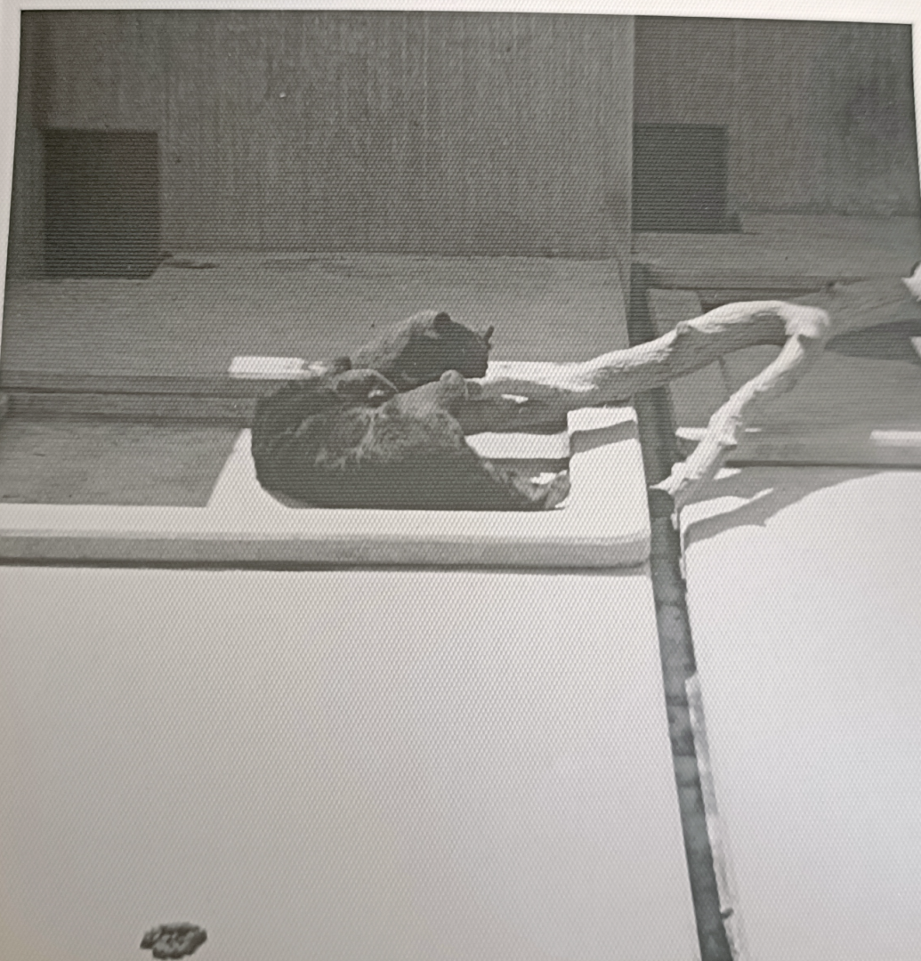 Asian black bear exhibit