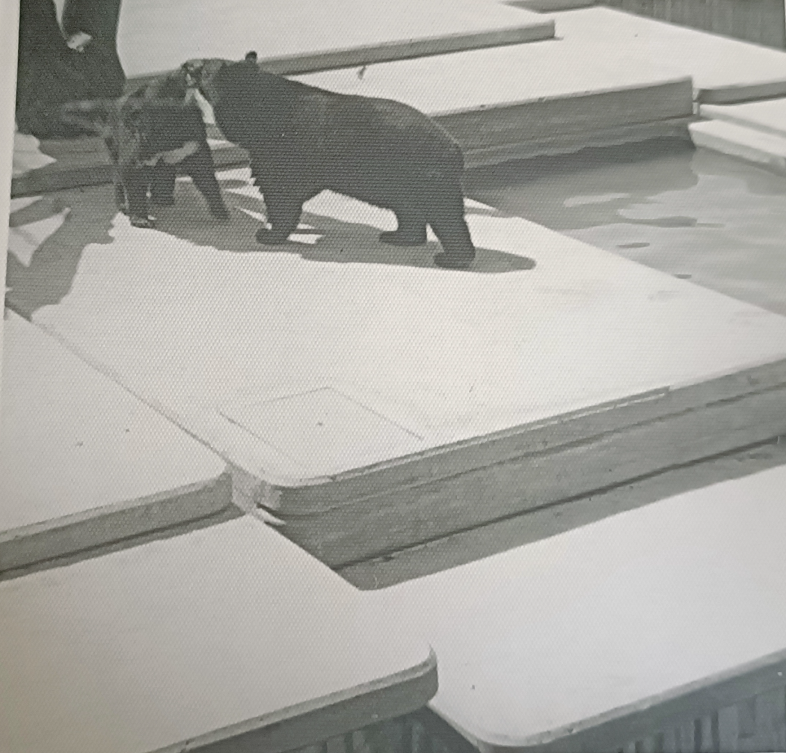 Asian black bear exhibit