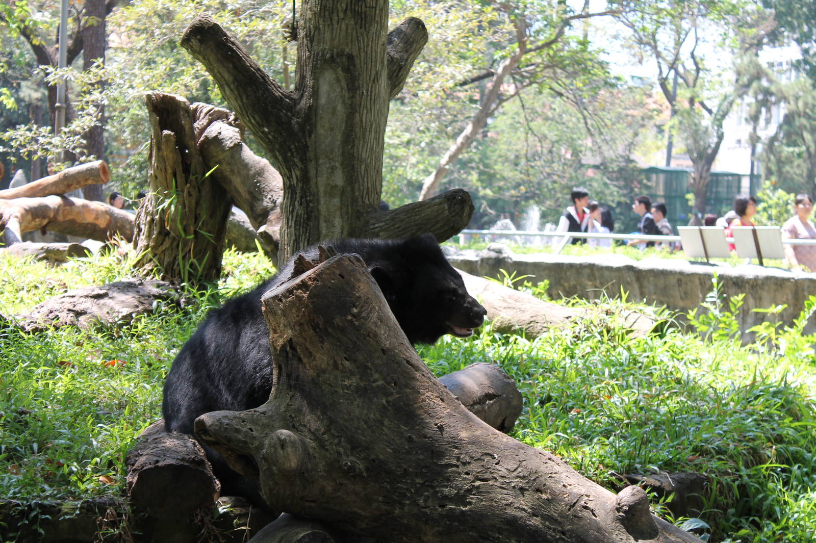 Asian Black Bear - February 2013