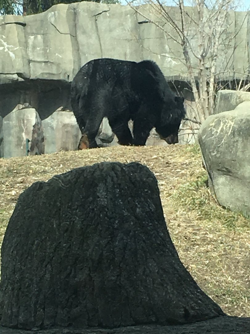 Asian Black Bear (first for me)
