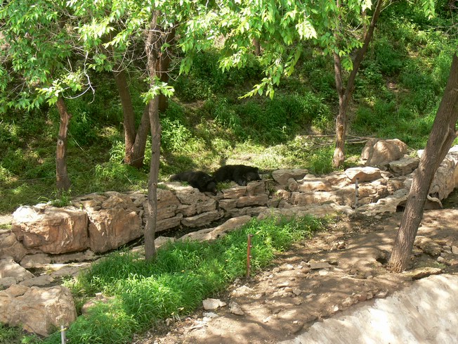 Asian black bear in Changchun Zoo