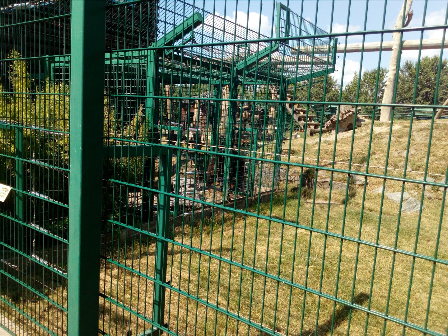 Asian black bear male pacing