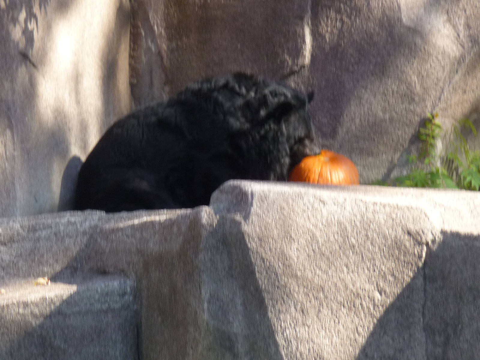 asian black bear milwaukee zoo halloween 2011