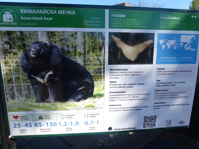 Asian black bear sign 15.9.13