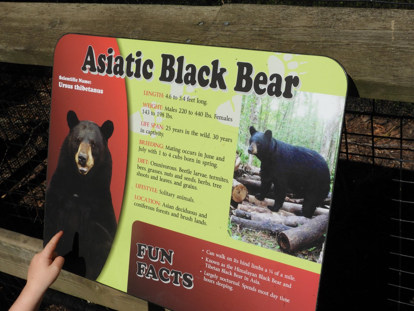 Asian Black Bear sign - Oops!