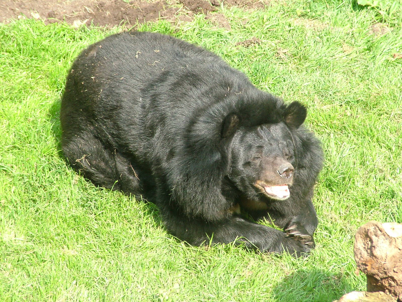 Asian Black Bear (Ursus thibetanus) at Dudley Zoo May 08