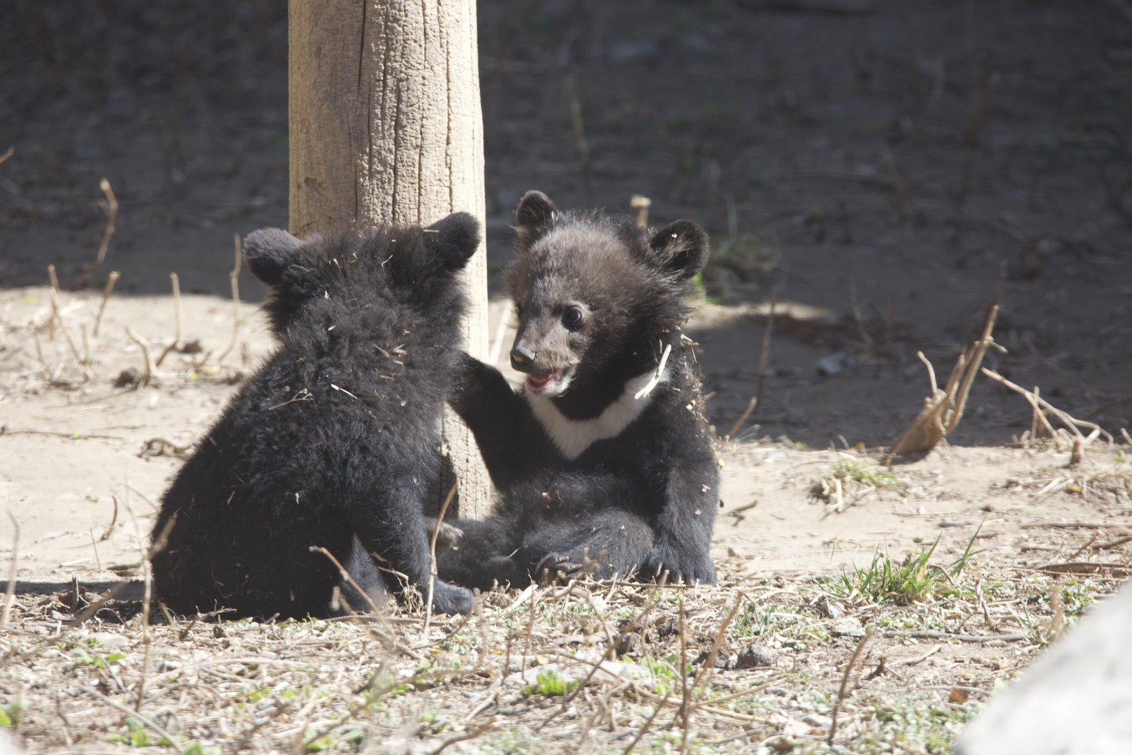 Asian black bear/ Ursus thibetanus, cubs playing