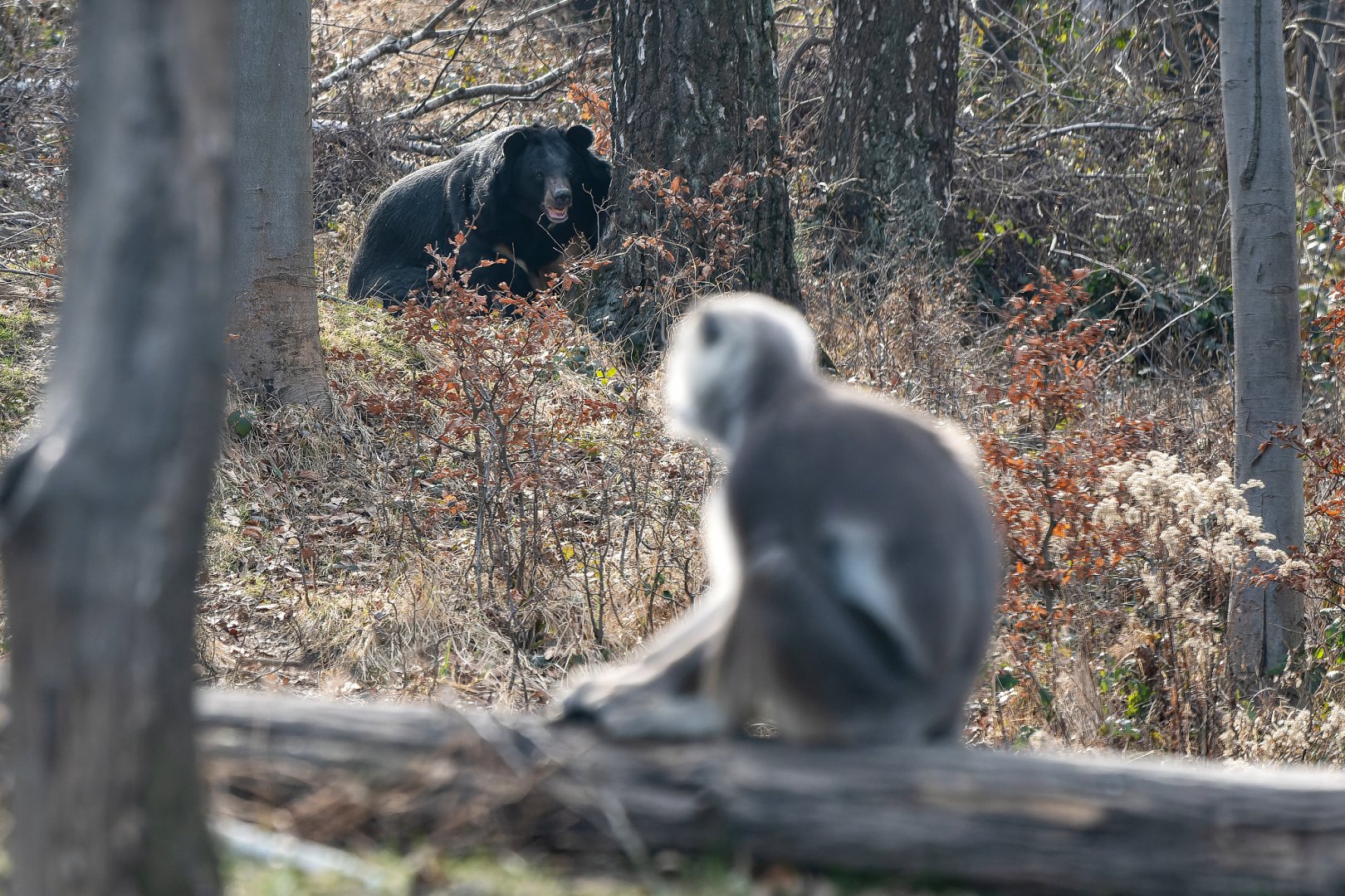 Asian black bear (Ursus thibetanus) & Grey langur (Semnopithecus entellus)