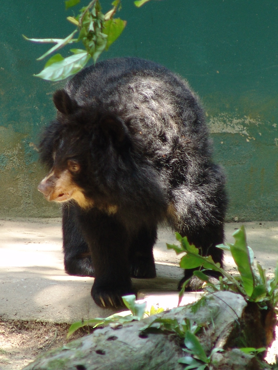 Asian black bear (Ursus thibetanus)