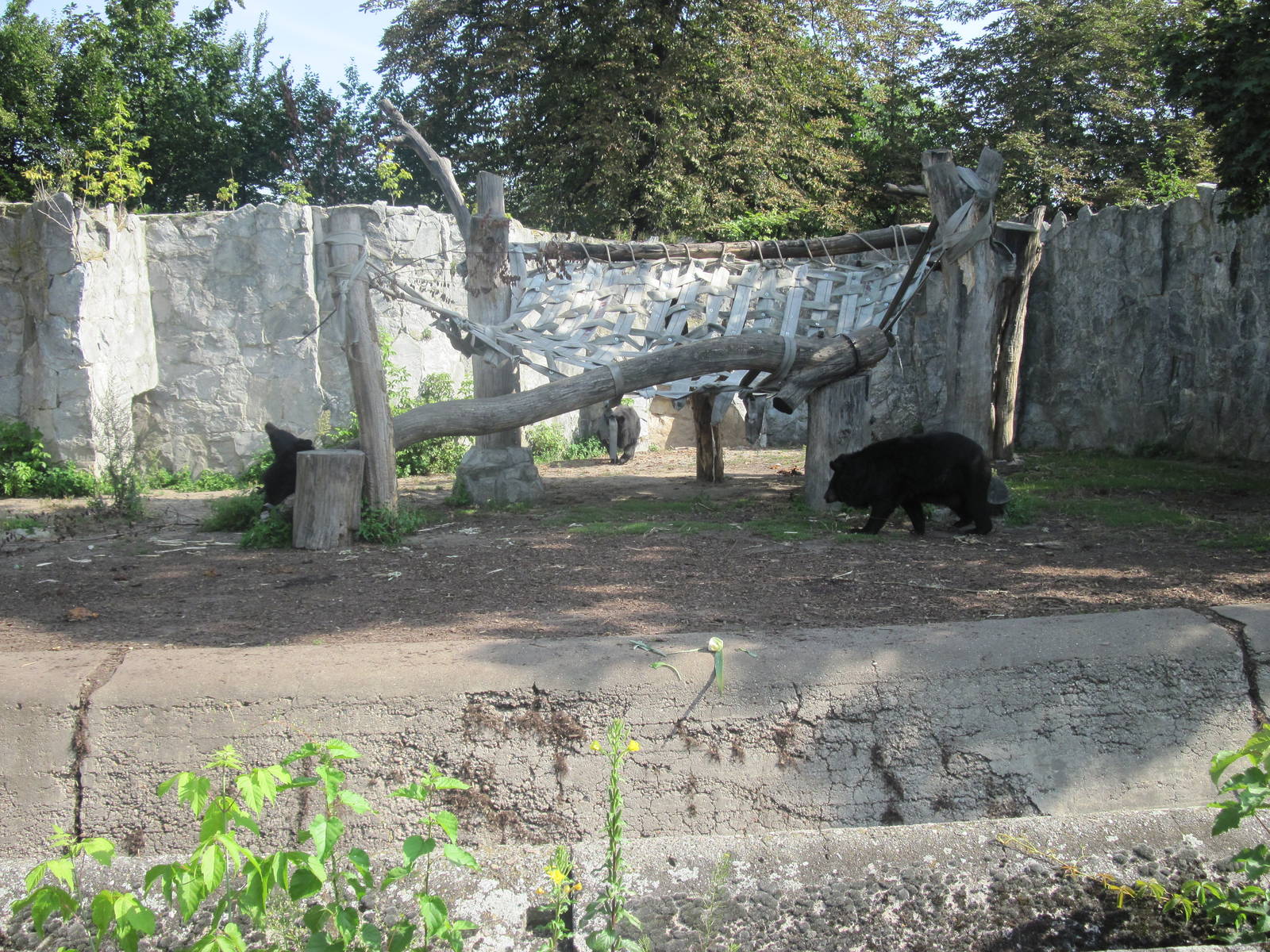 Asian black bear (Ursus thibetanus)