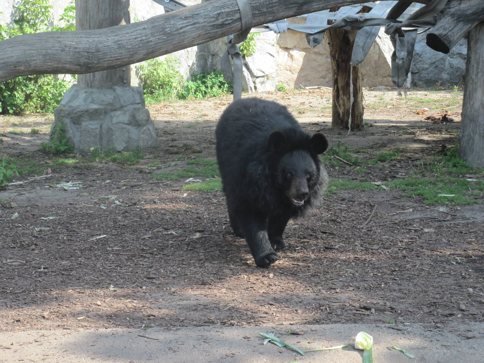 Asian black bear (Ursus thibetanus)