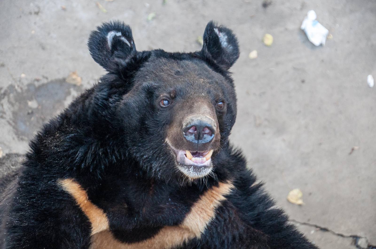 Asian Black Bear - Ursus thibetanus