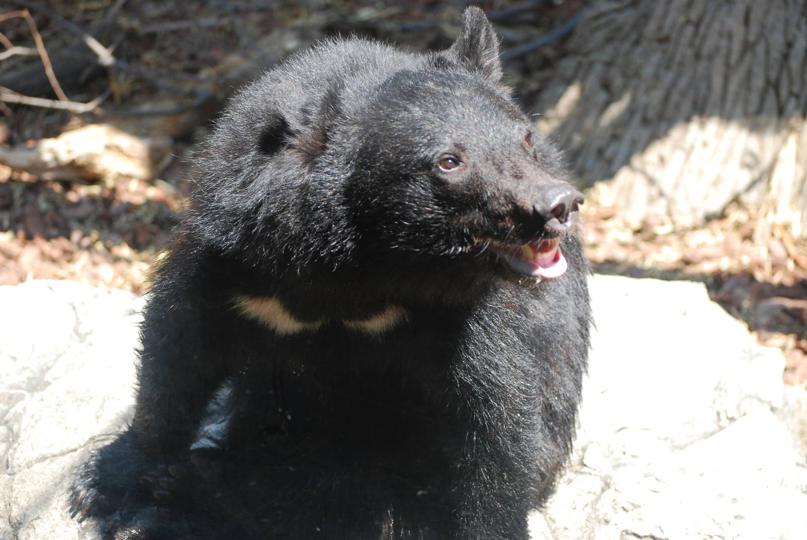 Asian black bear (Ursus thibetanus)
