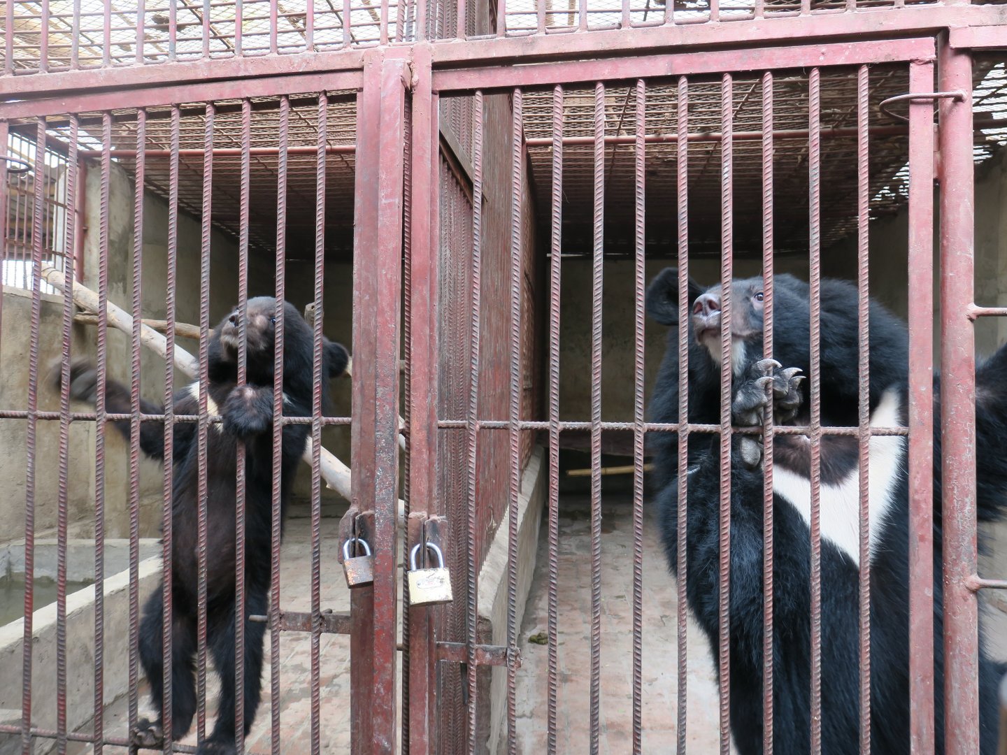 Asian black bear (Ursus thibetanus)