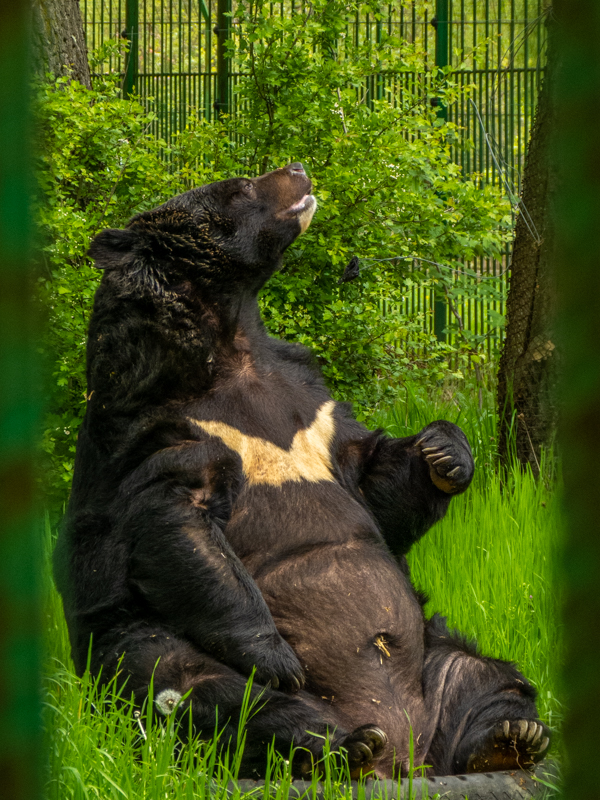 Asian black bear (Ursus thibetanus)