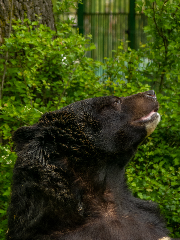 Asian black bear (Ursus thibetanus)