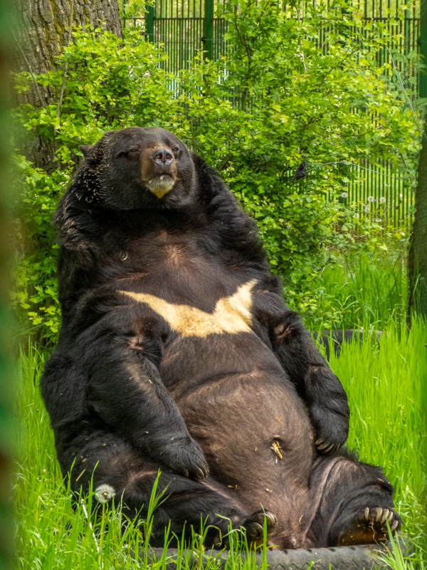 Asian black bear (Ursus thibetanus)