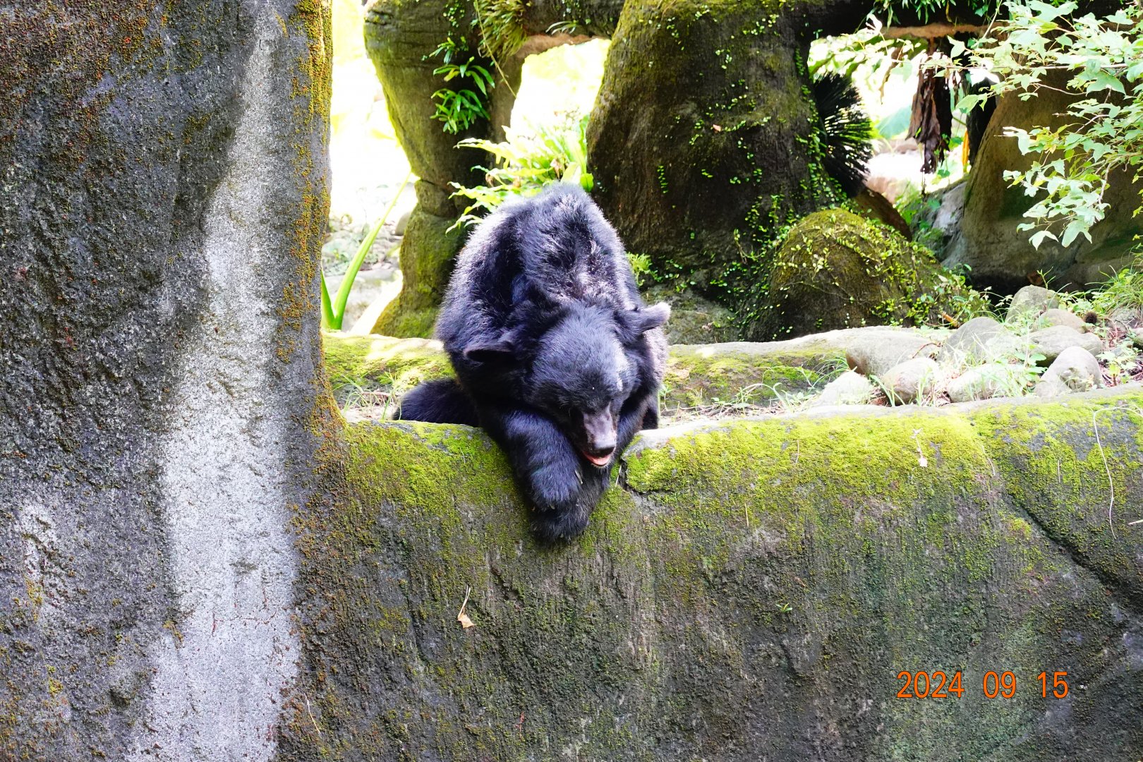 Asian Black Bear (Ursus thibetanus)