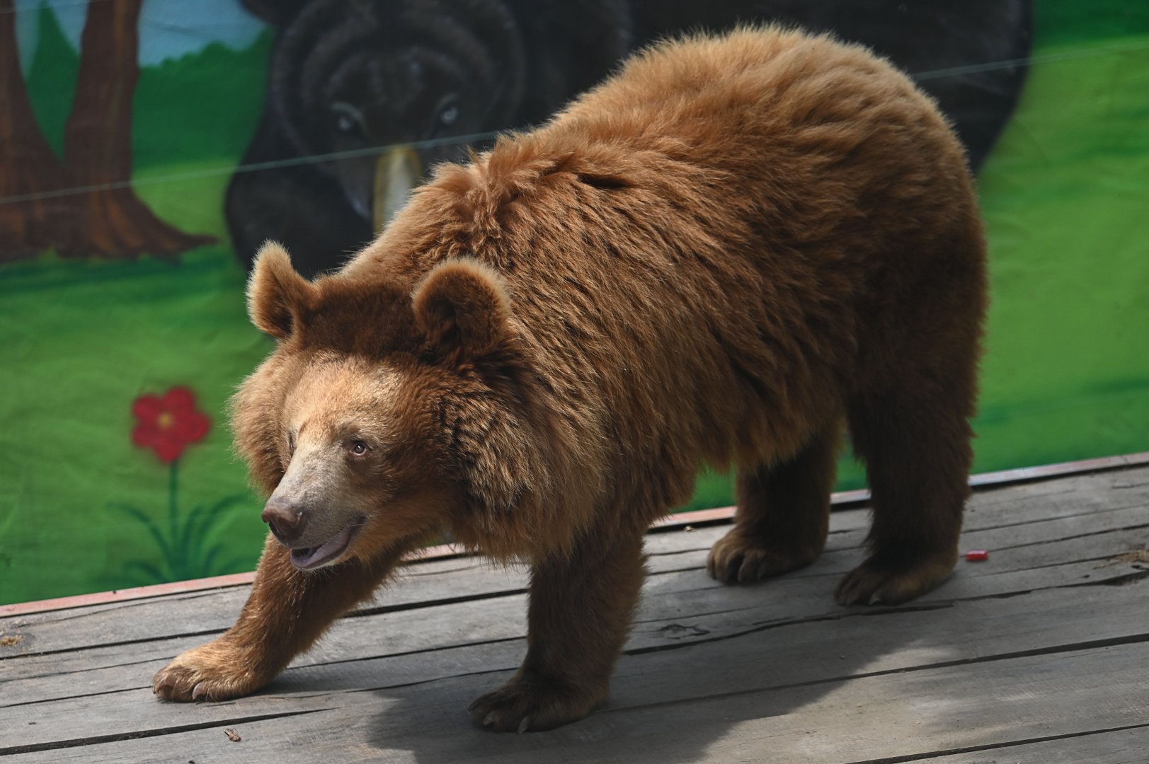 Asian Black Bear（Ursus thibetanus）
