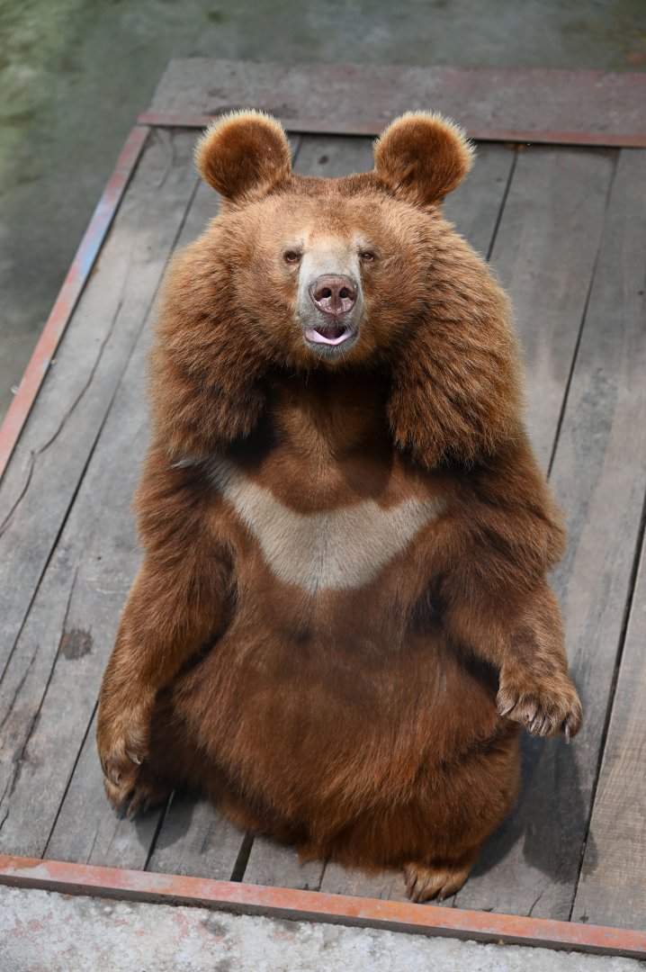Asian Black Bear（Ursus thibetanus）