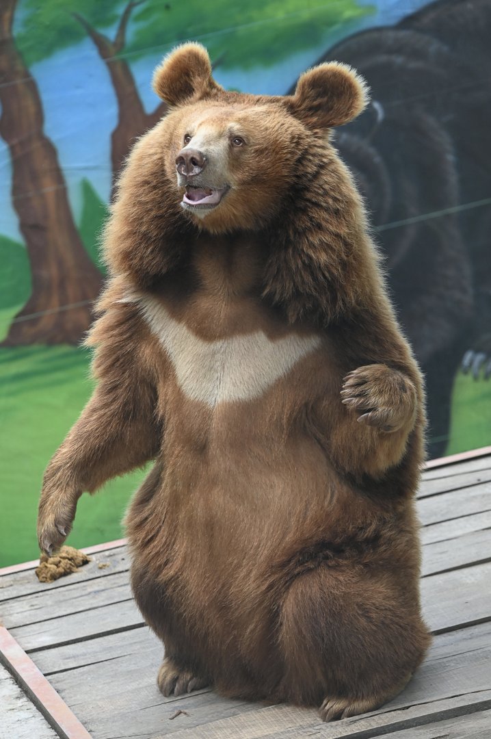 Asian Black Bear（Ursus thibetanus）