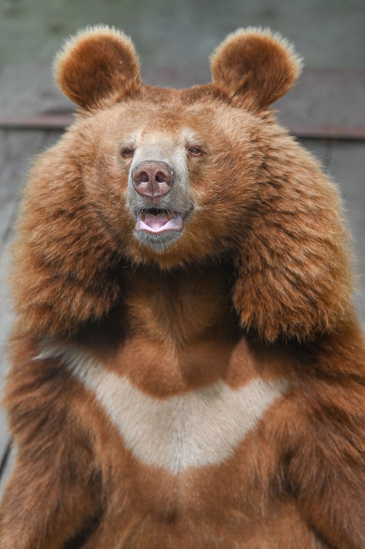 Asian Black Bear（Ursus thibetanus）