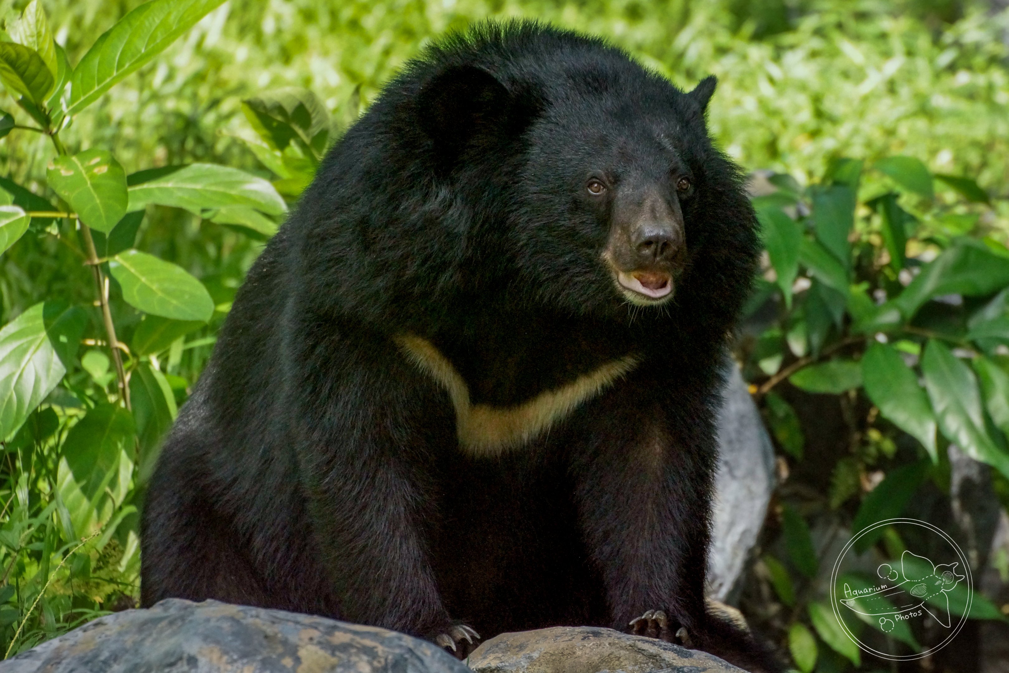 Asian Black Bear (Ursus thibetanus)