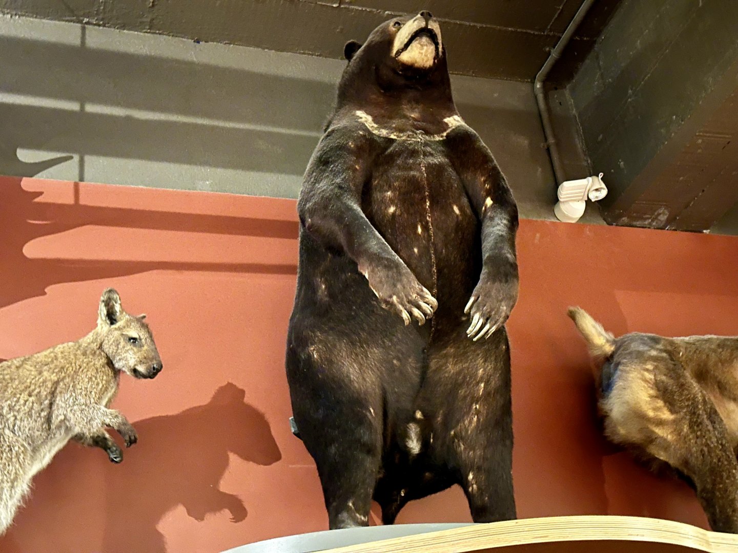 Asian black bear (Ursus thibetanus)