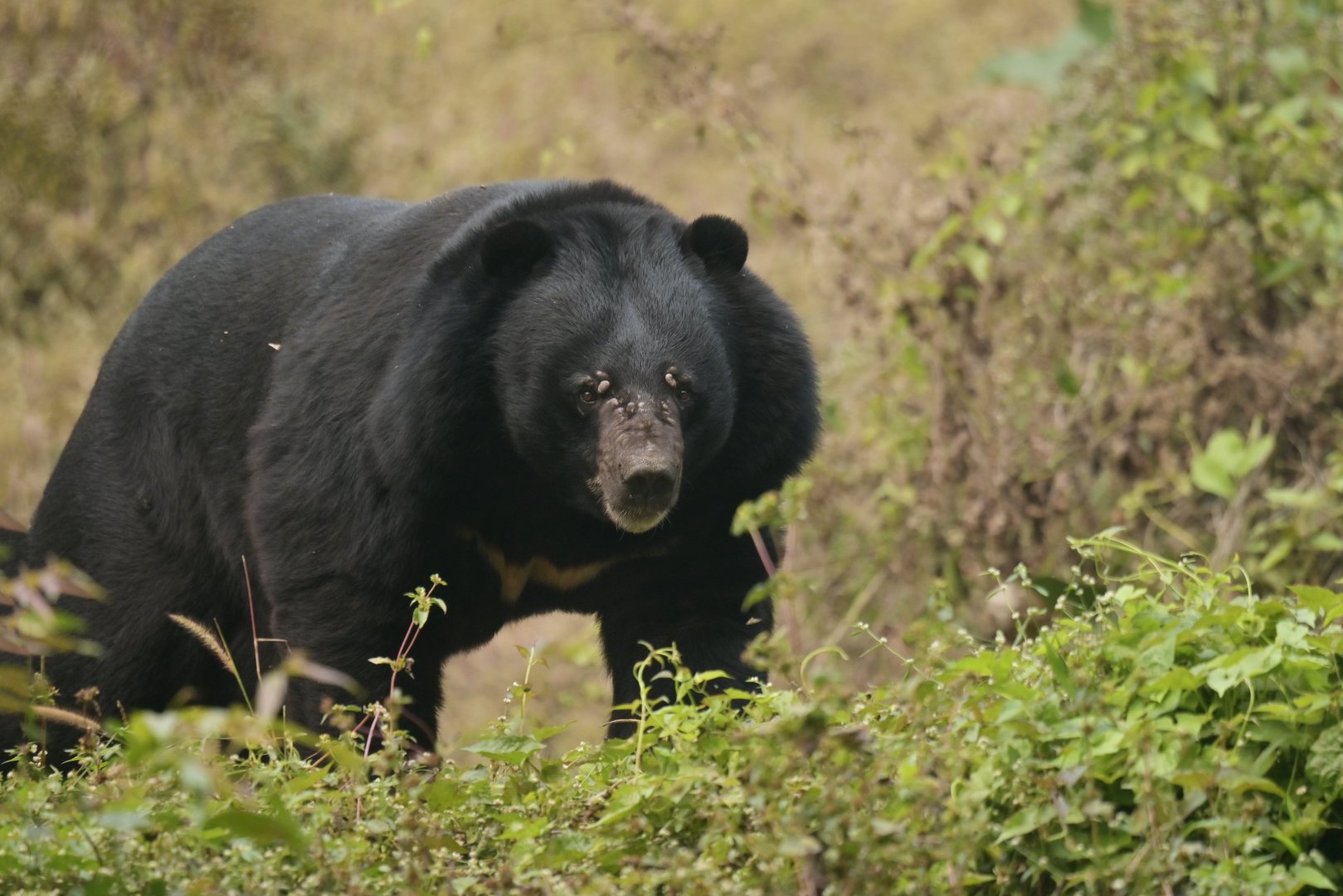 Asian black bear ursus thibetanus
